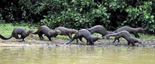 Peru-Amazon-Manu Amazon Adventure - Tapirs and Macaw Licks